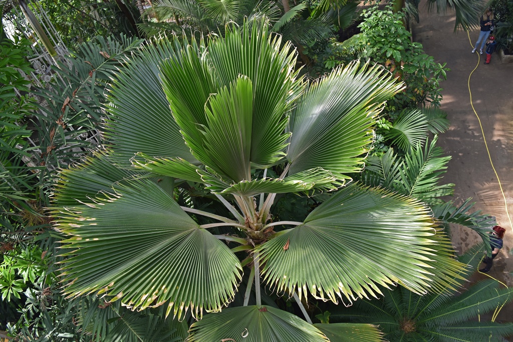 A Palm